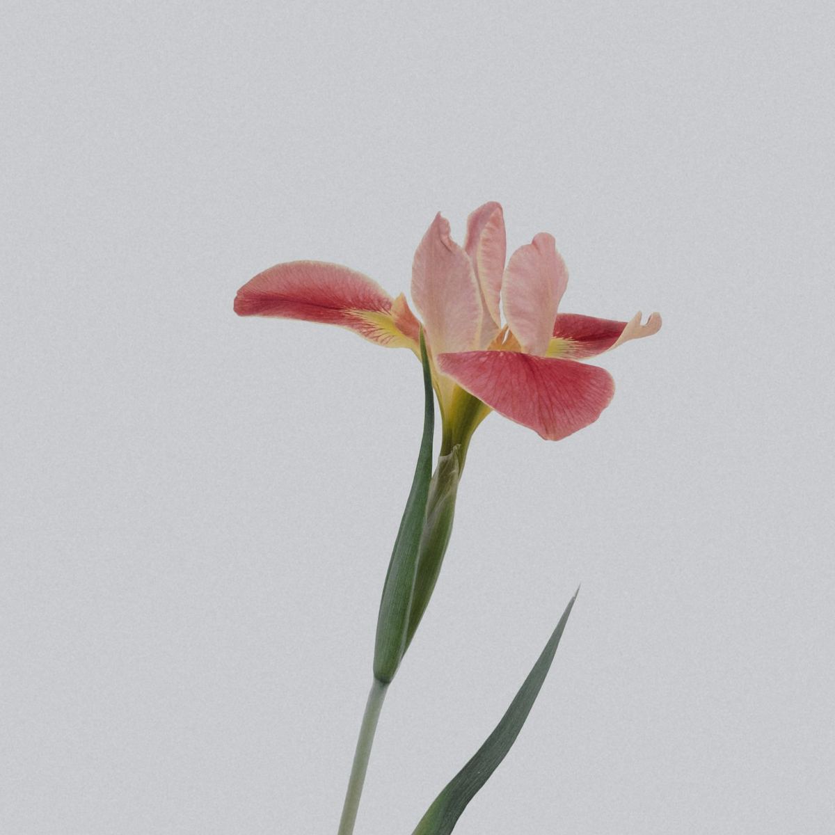 Umber Nursery